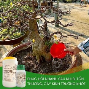 thuốc kích rễ tott kích rễ cực mạnh