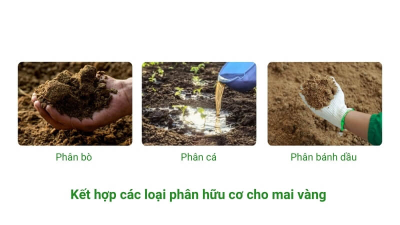 nên kết hợp các loại phân hữu cơ để bón cho mai vàng