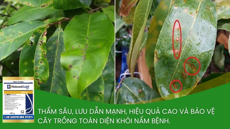 thuốc trừ nấm bệnh cho mai vàng ridomil gold