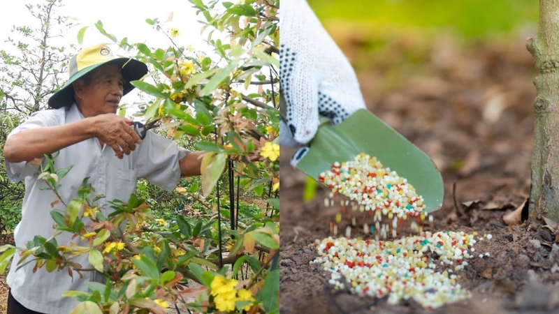 cách trị bệnh rỉ sắt cho mai vàng