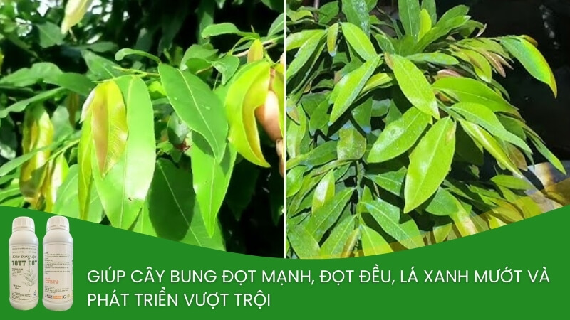 phân bón kích chồi đọt cho mai vàng tott đọt