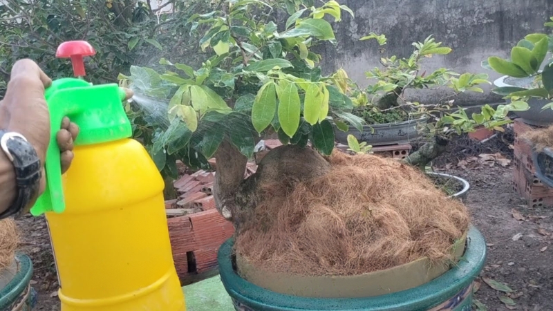 phun thuốc trừ nấm cho mai vàng 