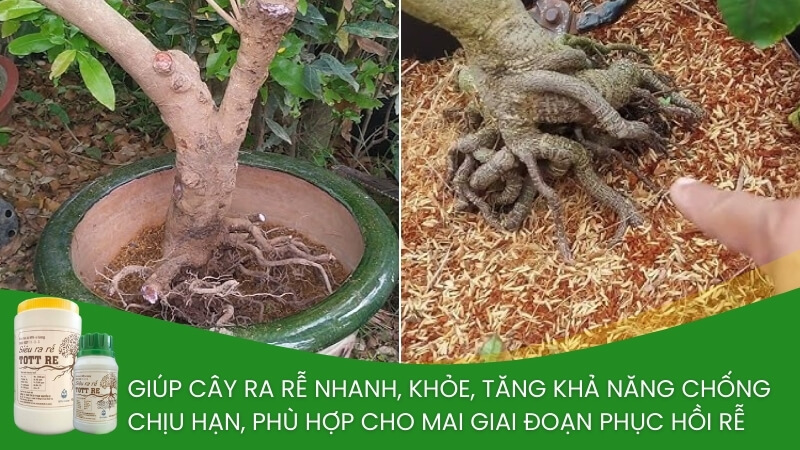 phân bón kích rễ tốt rễ