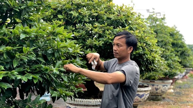 cách trị bệnh rỉ sắt trên mai vàng 