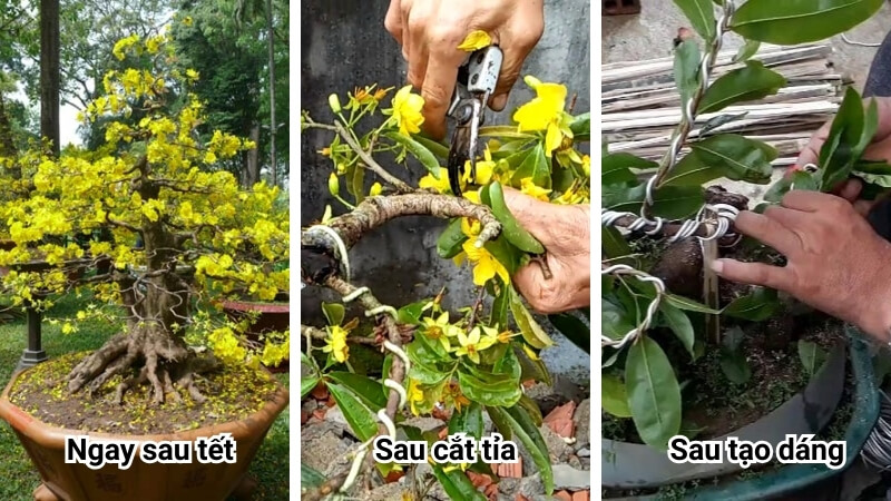 các giai đoạn cần bón phân kích chồi cho mai vàng