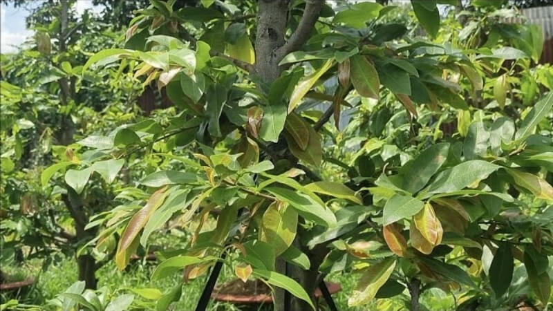 những lưu ý khi sử dụng phân bón kích chồi cho mai vàng
