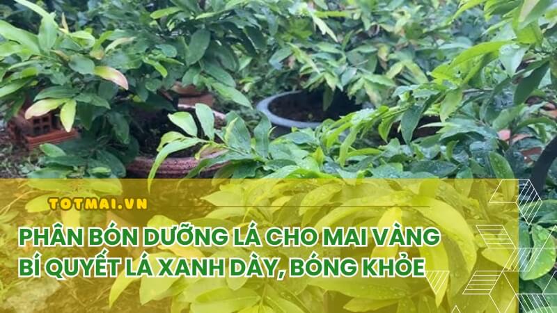 phân bón dưỡng lá mai vàng