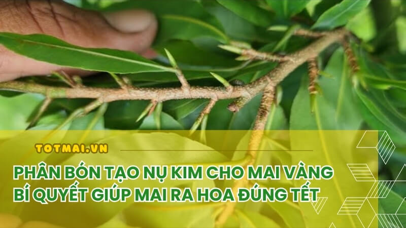 phân bón kích nụ kim mai vàng