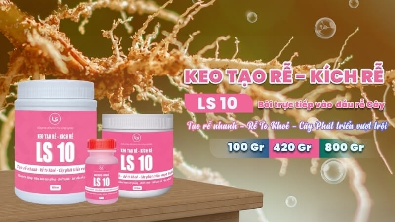 LS 10 giúp tạo rễ nhanh, rễ khỏe, cây phát triển vượt trội